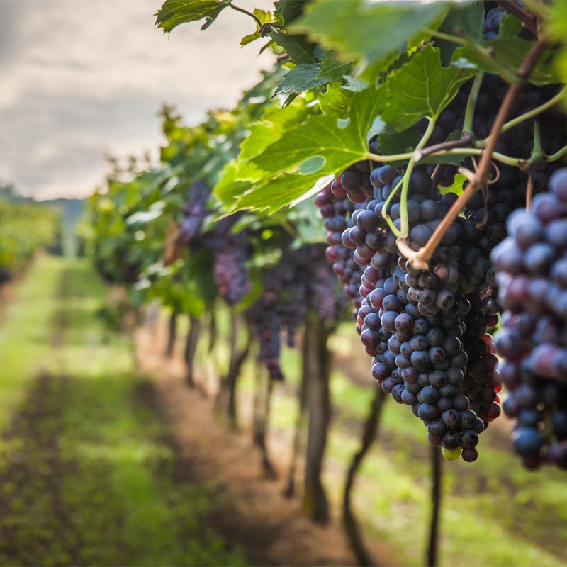 Organic Wines